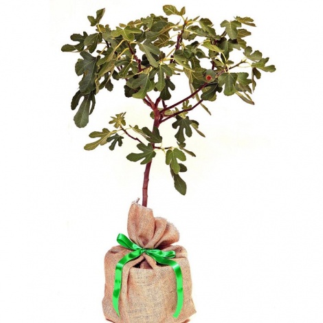Fig Tree Gift